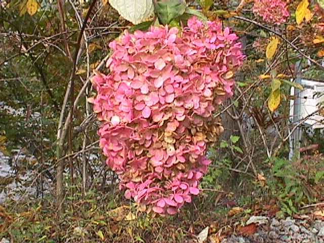 アジサイの花の紅葉