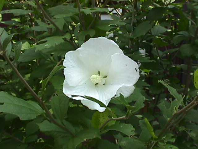 むくげの花の色3