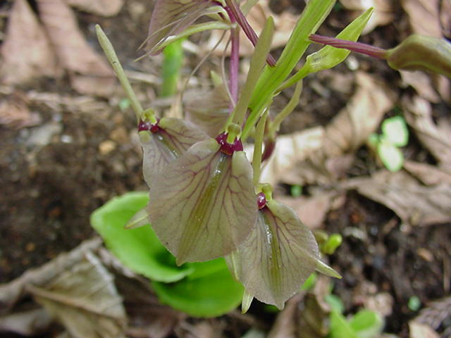 スズム虫草