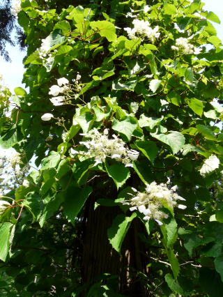 杉の木に寄生しているツルアジサイの花