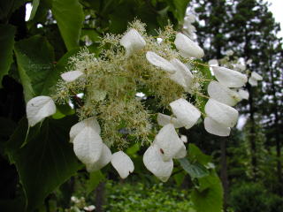 ツルアジサイの花